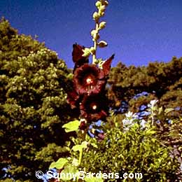 Alcea rosea, Black Hollyhock, Althea rosea