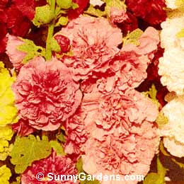 Alcea rosea, Hollyhock, Athea rosea