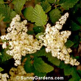 Holodiscus discolor, Creambush, Ocean Spray