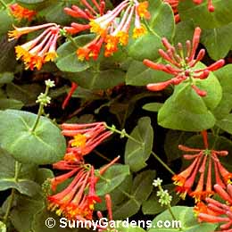 Lonicera x brownii, Honeysuckle