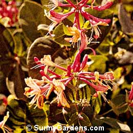 Lonicera brownii, Scarlet Trumpet Honeysuckle