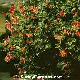 Lonicera heckrottii, Goldflame Honeysuckle, Everblooming