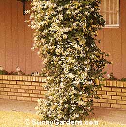 Lonicera japonica, Japanese Honeysuckle, Hall's Honeysuckle