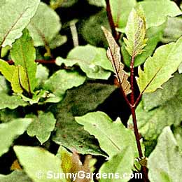 Lonicera japonica, Purple Leaf Honeysuckle
