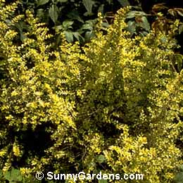 Lonicera nitida, Honeysuckle