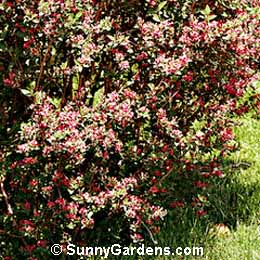 Lonicera tatarica, Tatarian Honeysuckle