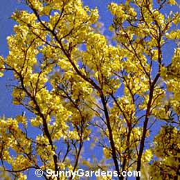 Dodonaea viscosa, Native Hops, Hop Bush, Hopseed Bush