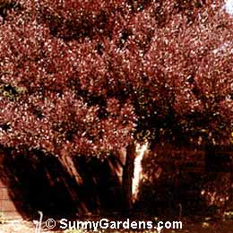 Dodonaea viscosa, Purple Hopseed Bush, Purple Hop Bush