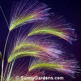Hordeum jabatum, Squirreltail Barley, Foxtail Barley