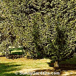 Carpinus betulus, European Hornbeam