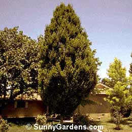 Carpinus betulus fastigiata, European Hornbean, Common Hornbeam