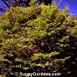 Carpinus orientalis, Oriental Hornbeam, Eastern Hornbeam