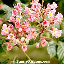Aesculus x carnea, Red Horse Chestnut