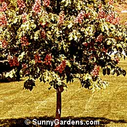 Aesculus x carnea, Red Brioti Horse Chestnut, Ruby Horse Chestnut