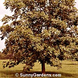 Aesculus glabra, Ohio Buckeye