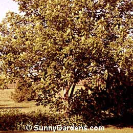 Aesculus hippocastanum, Common Horse Chestnut
