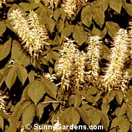 Aesculus parviflora, Bottlebrush Buckeye, Scarlet Buckeye, Dwarf Horse Chestnut