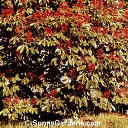 Aesculus pavia, Red Buckeye, Yellow Buckeye