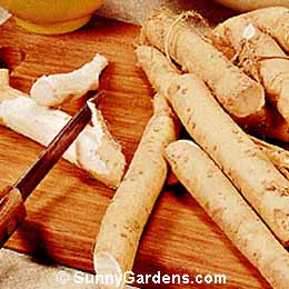 Armoracia rusticana, Horseradish