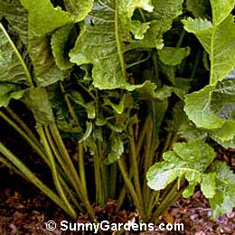 Armoracia rusticana, Horseradish