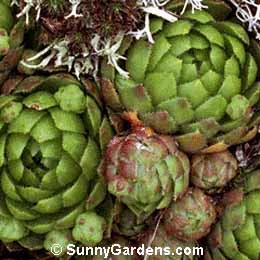 Sempervivum arachnoloeum glabrescens, Cobweb Houseleek, Spiderweb Houseleek