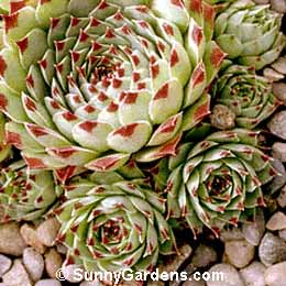 Sempervivum tectorum, Hen and Chickens, Common Houseleek, Old-Man-And-Old-Woman