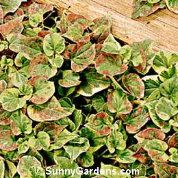 Houttuynia cordata