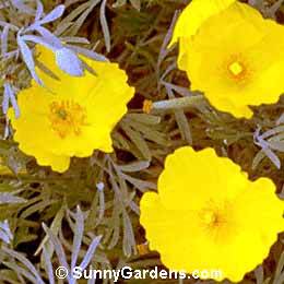 Hunnemannia fumariifolia, Mexican Tulip Poppy, Golden Cup