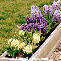 Hyacinthus orientalis, Hyacinth