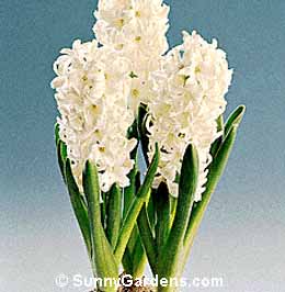 Hyacinthus orientalis, Hyacinth