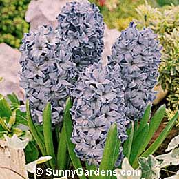 Hyacinthus orientalis, Hyacinth