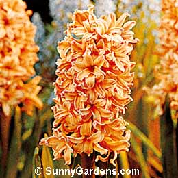 Hyacinthus orientalis, Hyacinth