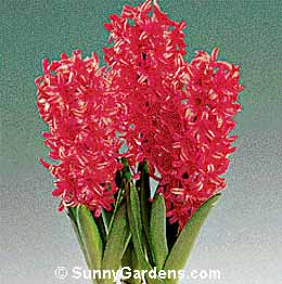Hyacinthus orientalis, Hyacinth