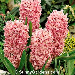 Hyacinthus orientalis, Hyacinth