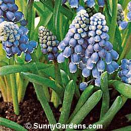 Muscari armeniacum, Grape Hyancith