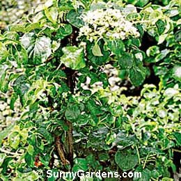 Hydrangea anomala petiolaris, Climbing Hydrangea