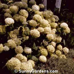 Hydrangea arborescens, Smooth Hydrangea, Hills of Snow