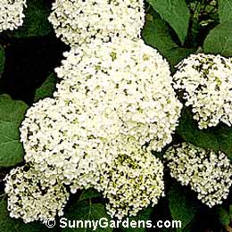 Hydrangea arborescens, Smooth Hydrangea, Hills of Snow Hydrangea