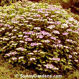 Hydrangea macrophylla, Blue Lacecap Hydrangea