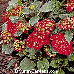 Hydrangea macrophylla, Big-Leaf Hydrangea, Garden Hydrangea