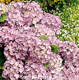 Hydrangea macrophylla, Big-Leaf Hydrangea, Garden Hydrangea