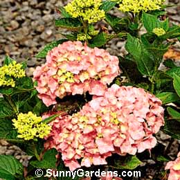 Hydrangea macrophylla, Big-Leaf Hydrangea, Garden Hydrangea