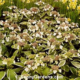 Hydrangea macrophylla, Variegata Hydrangea, Garden Hydrangea