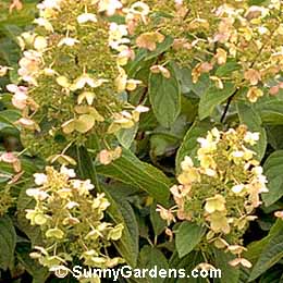 Hydrangea paniculata, Panicle Hydrangea