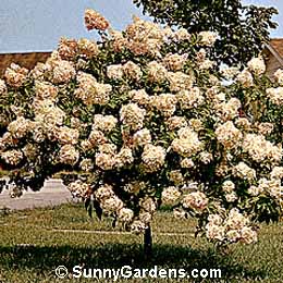 Hydrangea paniculata, PeeGee Hydrangea, Panicle Hydrangea