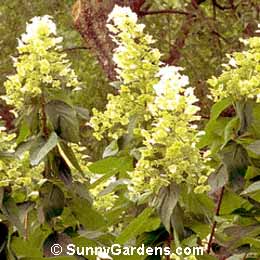 Hydrangea paniculata, Compact PeeGee Hydrangea