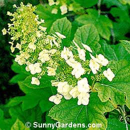 Hydrangea quercifolia, Oakleaf Hydrangea