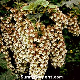 Hydrangea quercifolia, Snowflake Oakleaf Hydrangea
