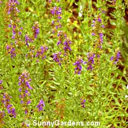 Hyssopus officinalis, Hyssop