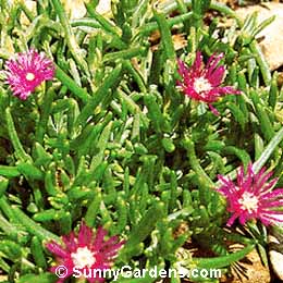 Delosperma cooperi, Trailing Ice Plant